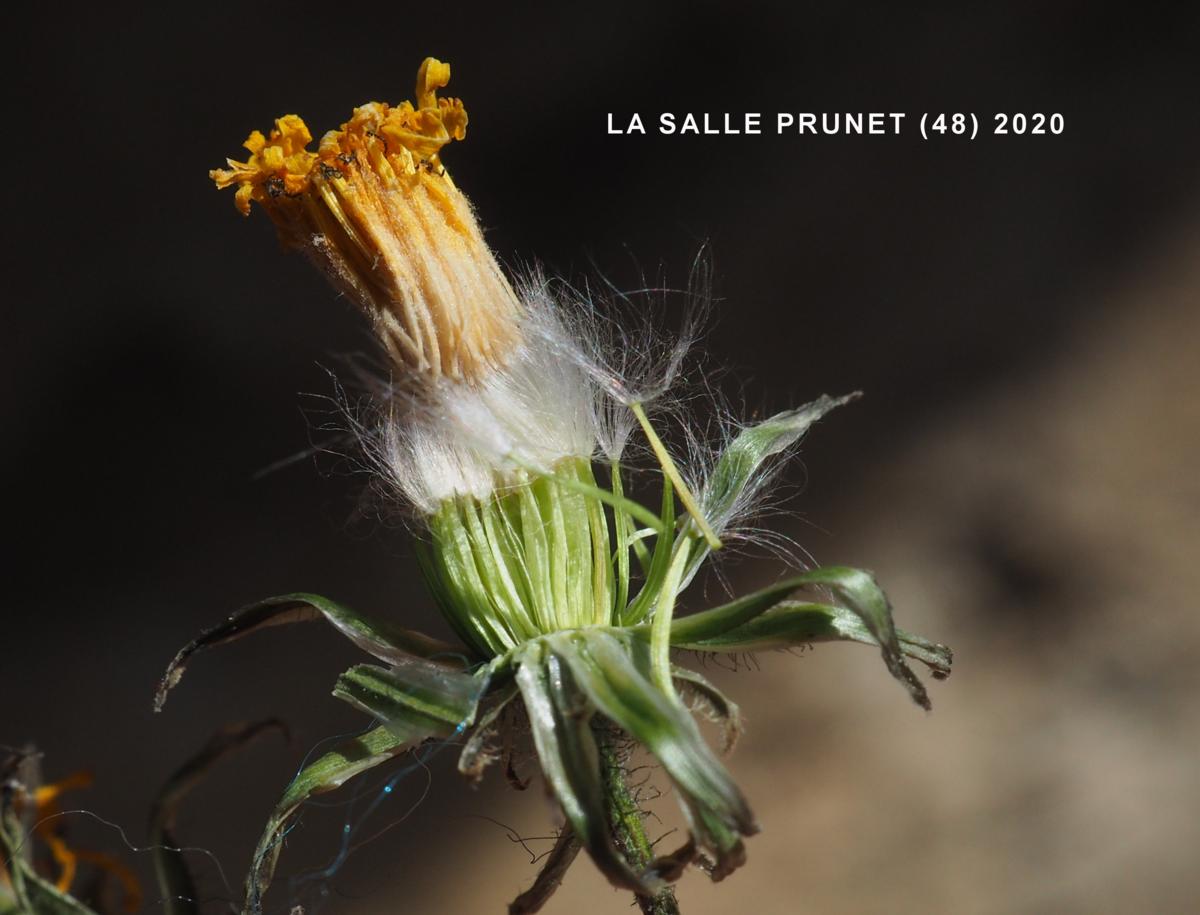 Hawk's-beard, [Nimes] fruit